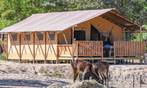 safari resort beekse bergen safari tent
